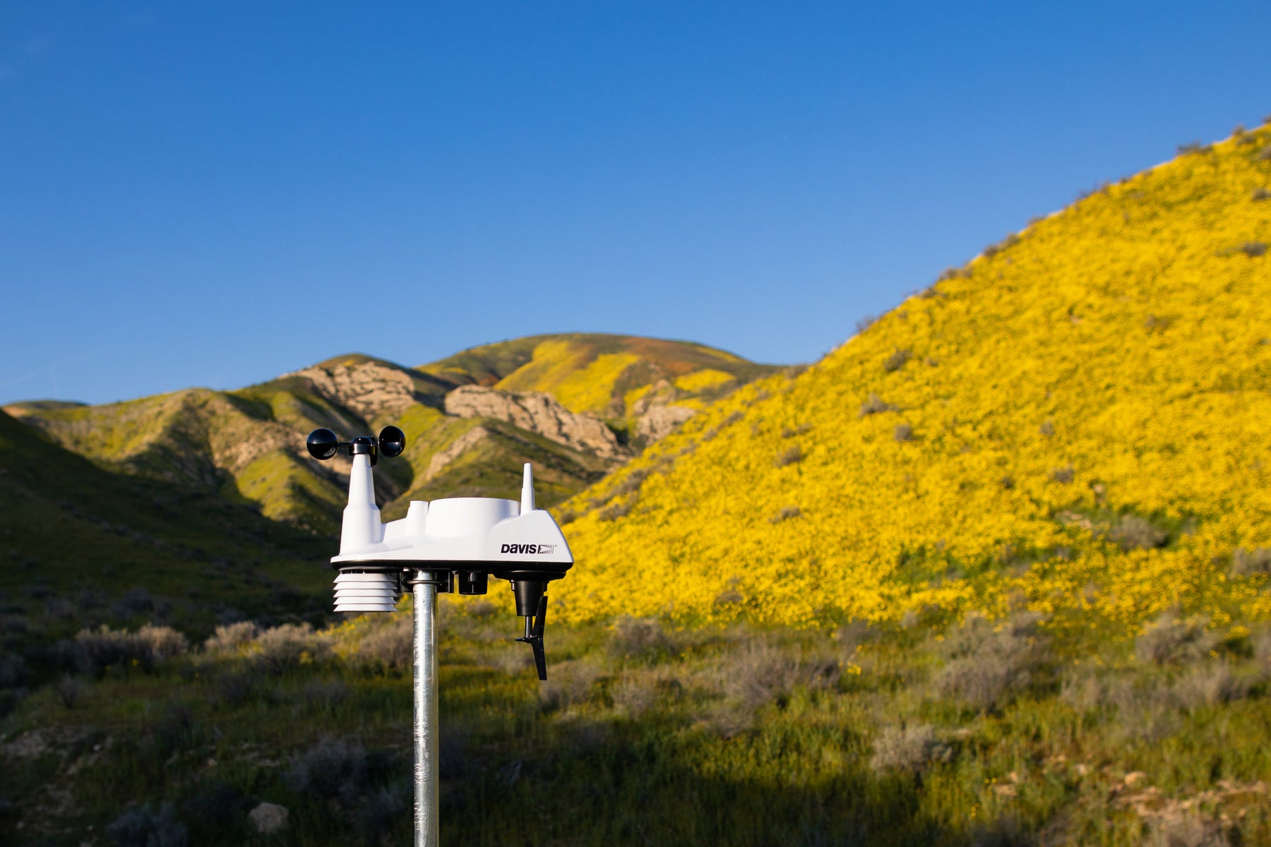 The Magic of Perfect Weather Conditions: Superblooms