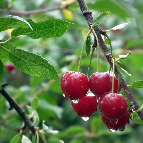 Unseasonable Weather Affecting Farmers Across North America This Growing Season