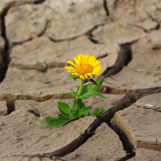 If you grow anything in the west, you need a soil moisture sensor