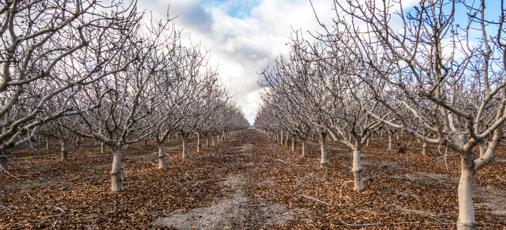 How to Monitor Chill Accumulation for Orchards and Vineyards